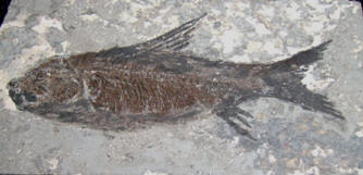 Fossil fisk, Ostohilus, från Yichuang, Kina,  foto BCG