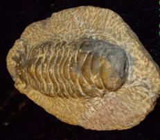 Trilobit Marocko