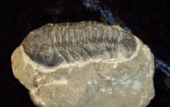 Trilobit Sahara