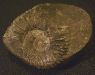 Ammonit från Himalaya, det gamla Tethyshavet